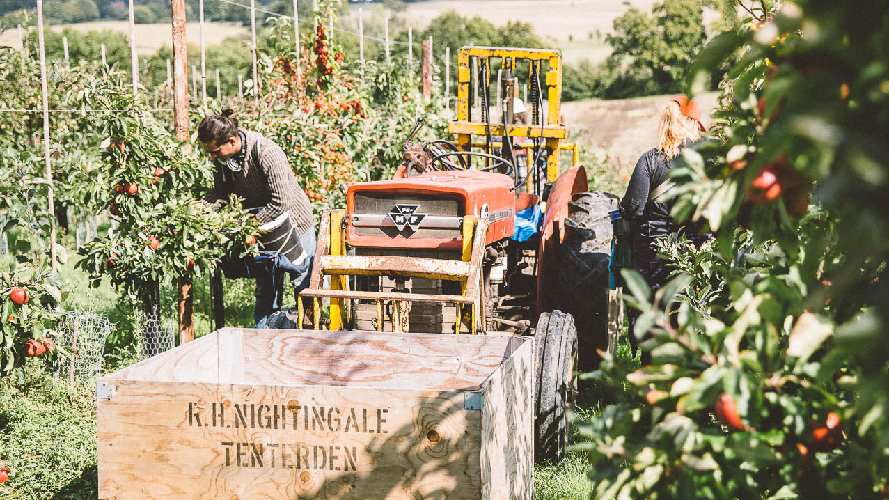 Harvest at Nightingale Cider